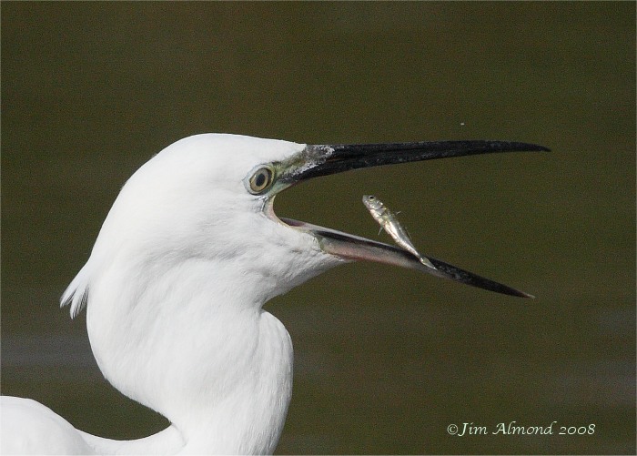 Little Egret catching fish VP 30 8 08 IMG_9505